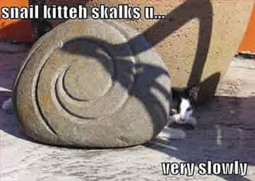 cat snail